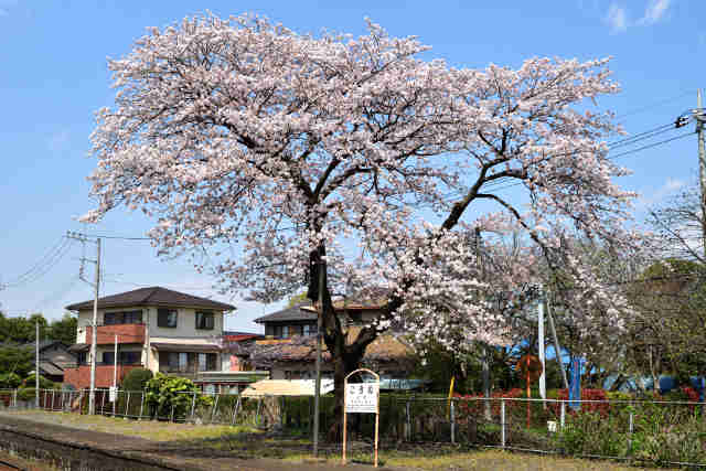 小絹駅桜